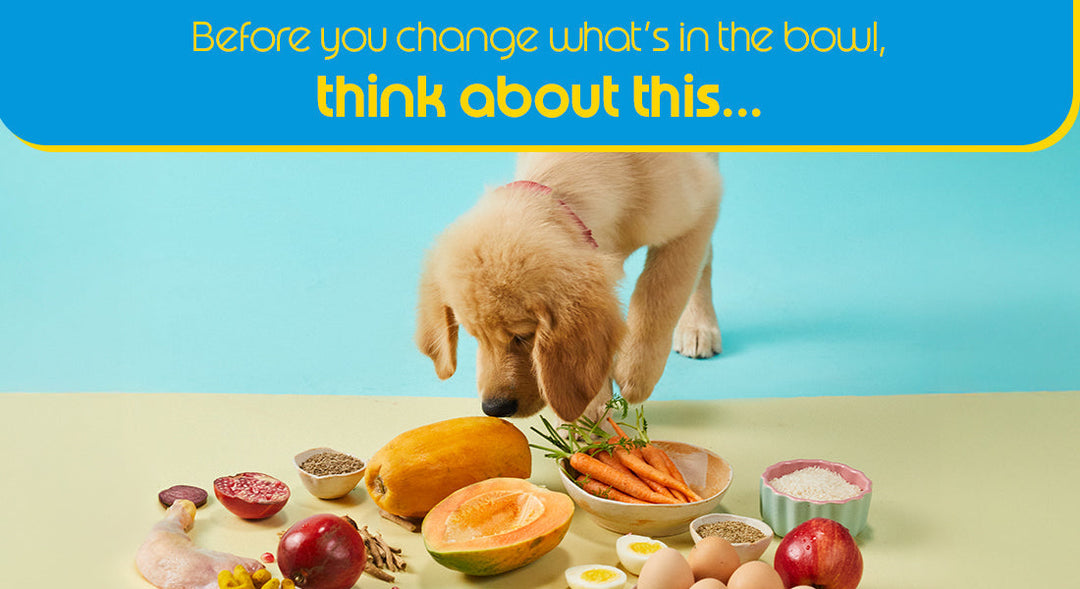 Is Raw Feeding right for your dog?