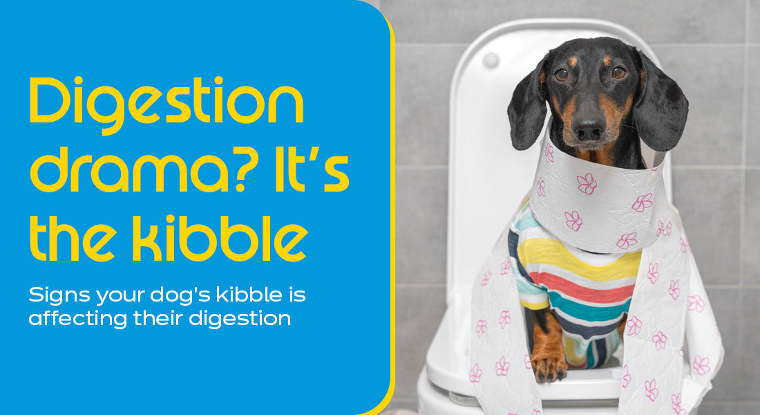 Clogged Kibble Signs your dog kibble is affecting their digestion