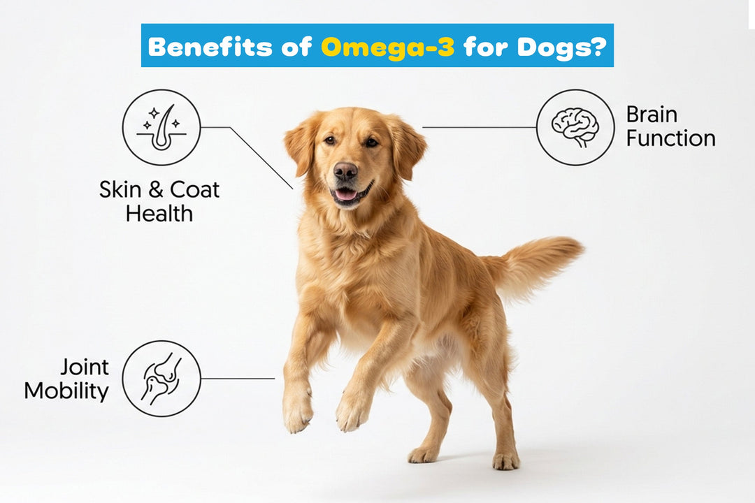 Benefits of Omega-3 for Dogs