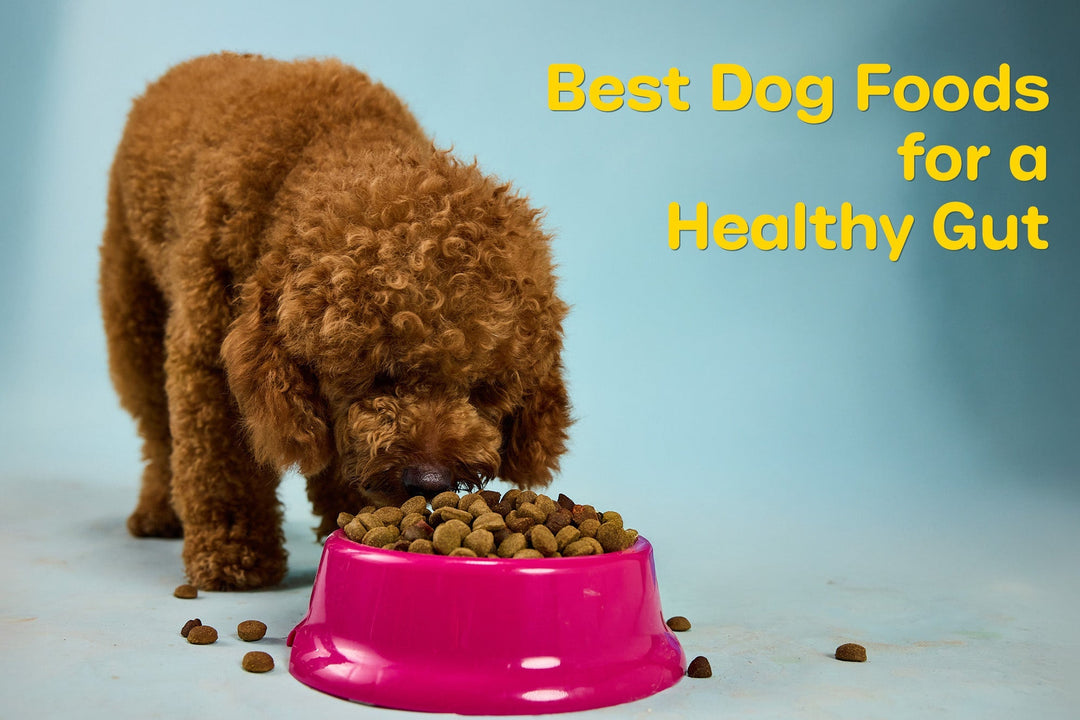 Best Dog Foods for a Healthy Gut