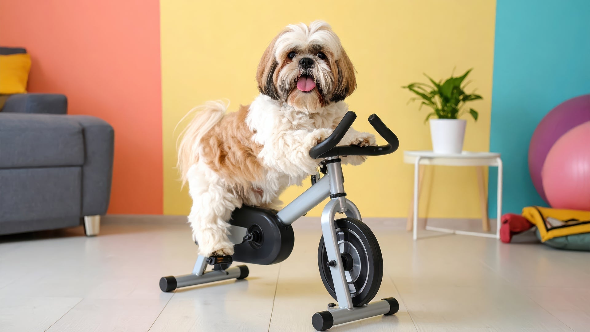 Dog Exercise at Home: Easy Indoor exercise for your dogs