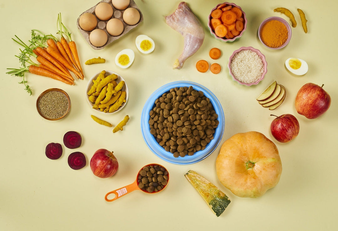 Dog Food : What Every Pet Parent Needs To Know