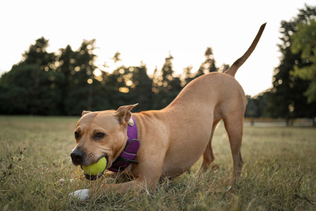 How to Increase a Dog’s Energy?