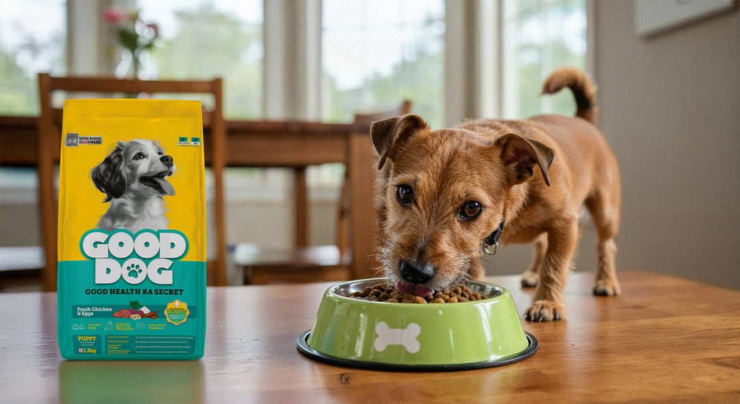 Dog Food Transition Guide : Trainer’s Tips 