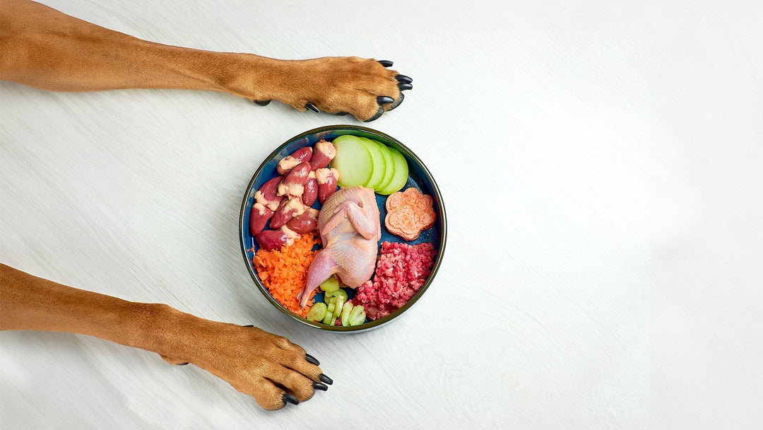 Dog Nutrition : Essential Nutrition in Dog Food