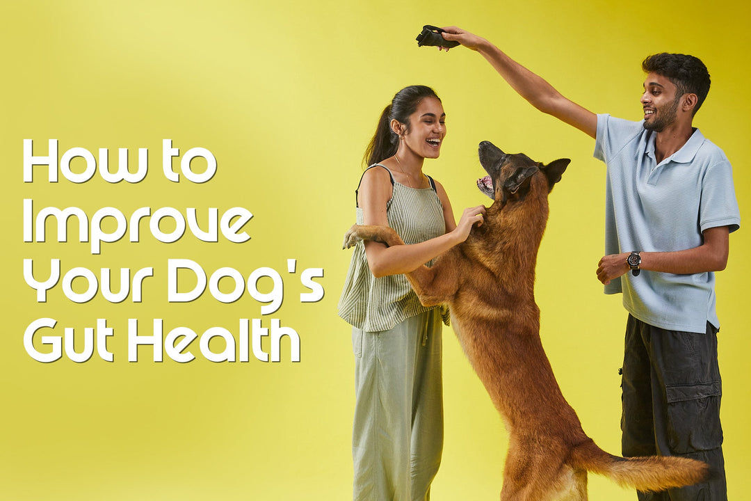How to Improve Your Dog's Gut Health