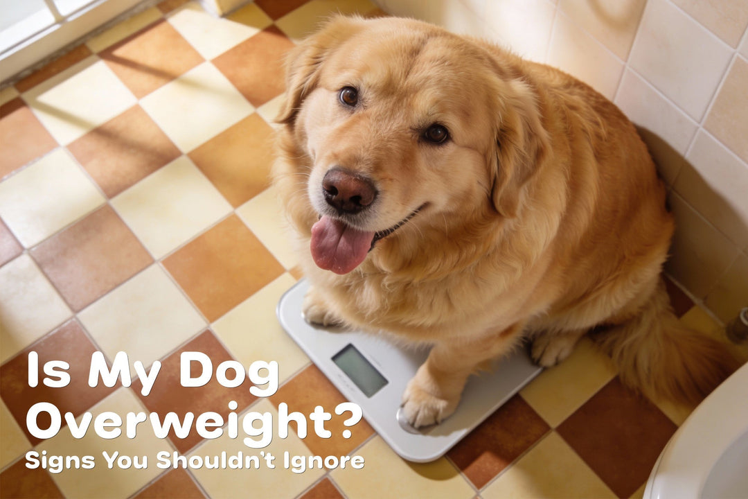 Is My Dog Overweight?