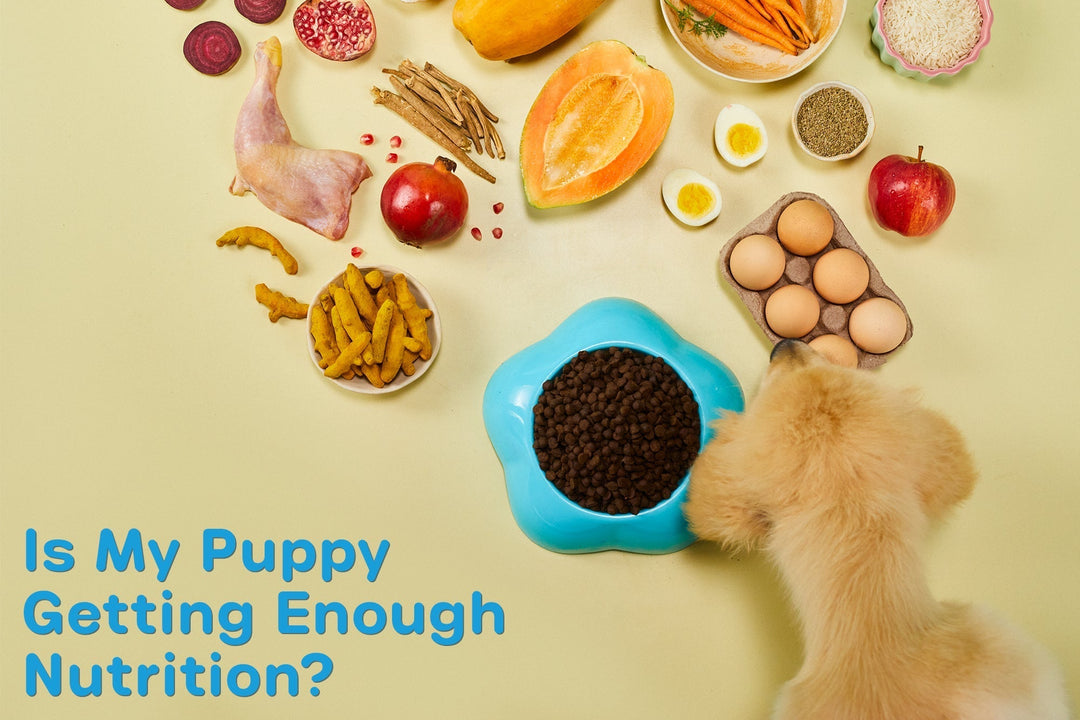 Is My Puppy Getting Enough Nutrition
