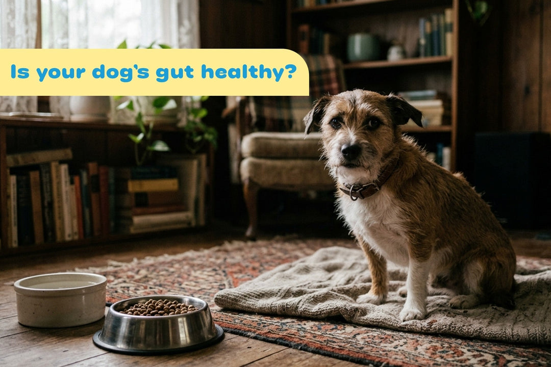 Is your dog’s gut healthy?