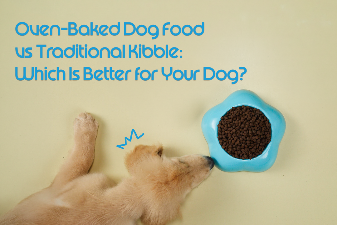 Oven-Baked Dog Food vs Traditional Kibble: Which Is Better for Your Dog?