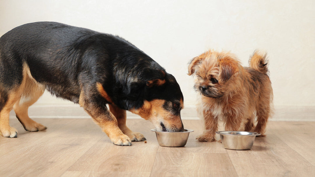 Palatability in Dog Food
