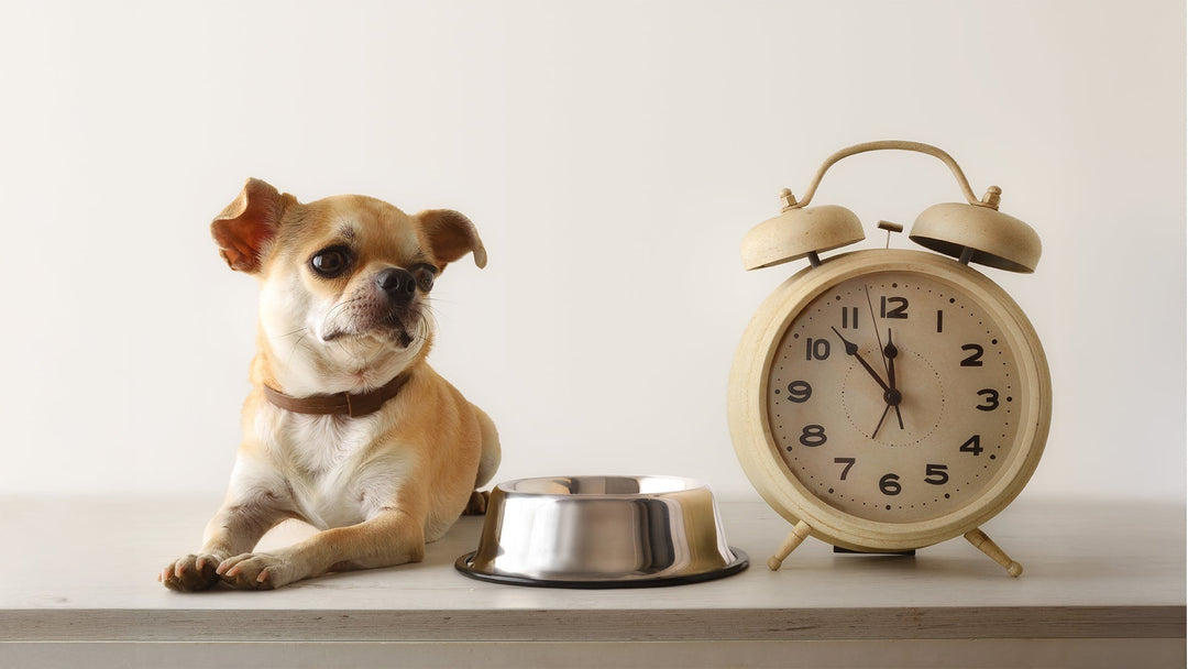 Should I Change My Dog’s Food Schedule During Monsoon?