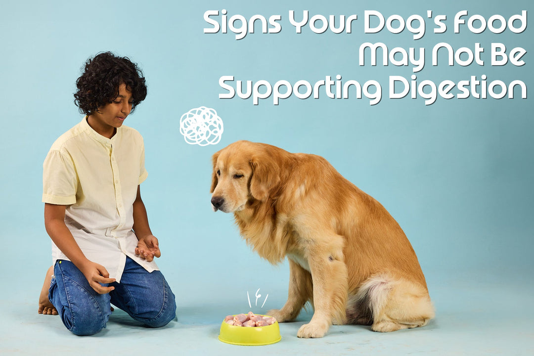 Signs Your Dog's Food May Not Be Supporting Digestion