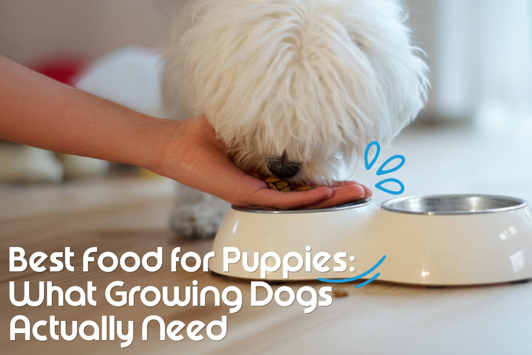 Best Food for Puppies: What Growing Dogs Actually Need