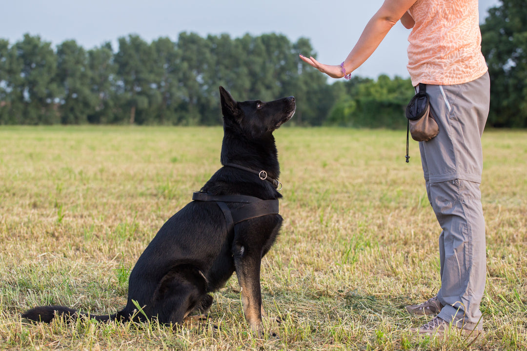 Nutrition Affects Dog Training: