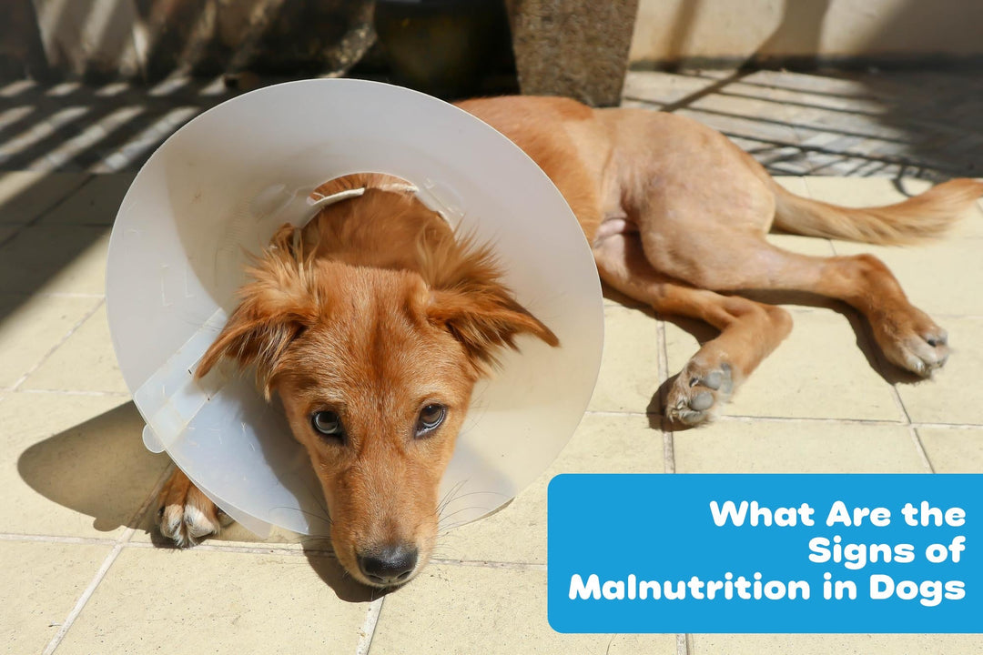 What Are the Signs of Malnutrition in Dogs?