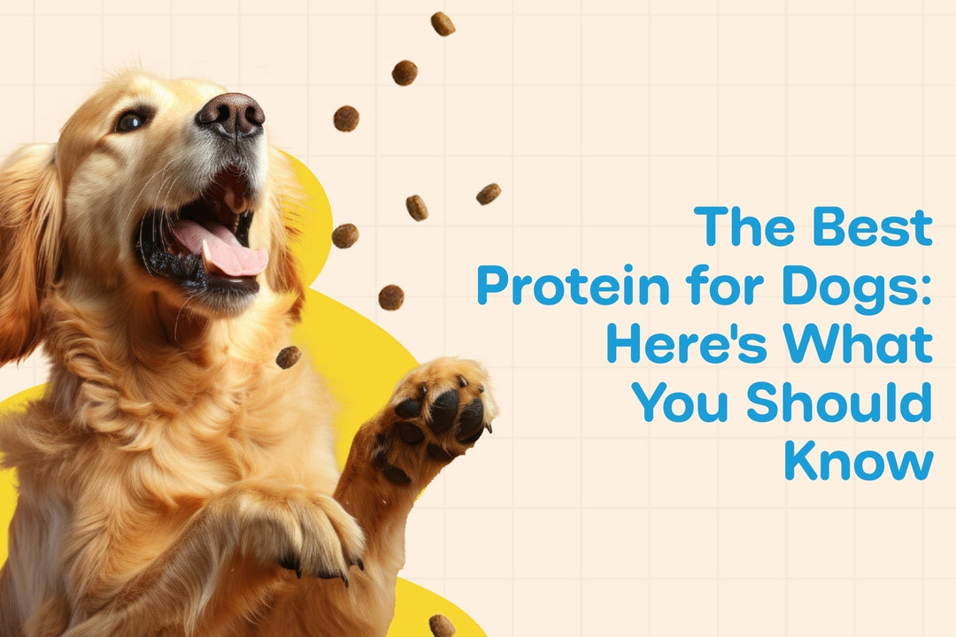 Best Protein for Dogs