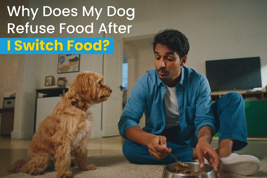 Why Does My Dog Refuse Food After I Switch Food?