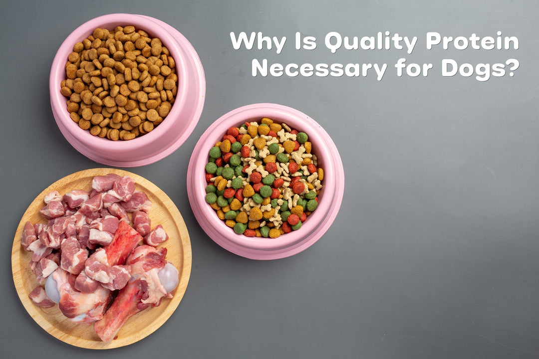 Why Is Quality Protein Necessary for Dogs?