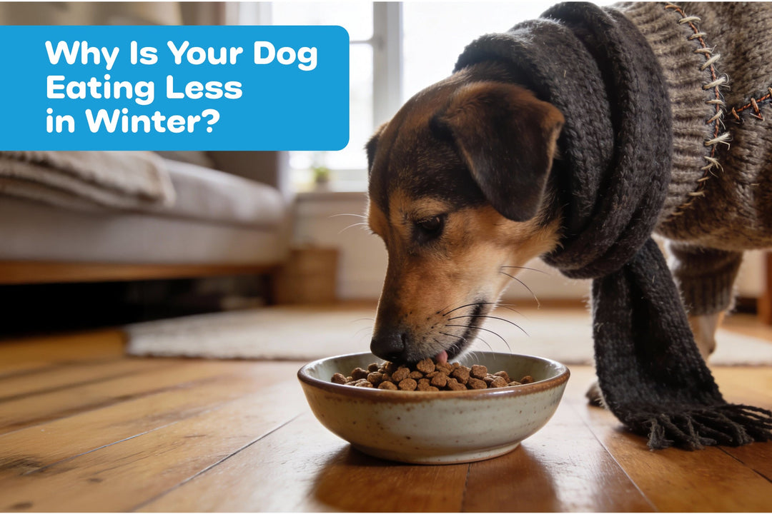 Why Is Your Dog Eating Less in Winter?